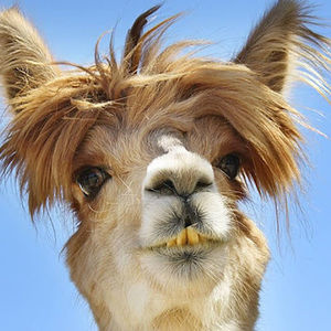 Meet your Posher, Haven